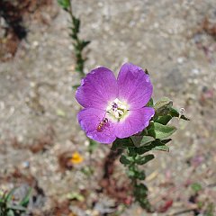 clarkia purpurea ssp quadrivulnera